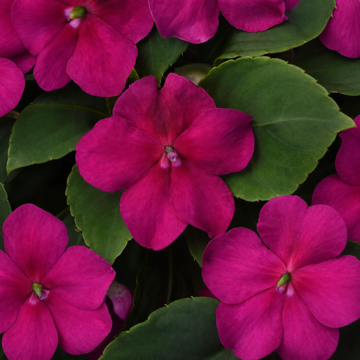 Impatiens Beacon Violet Shades