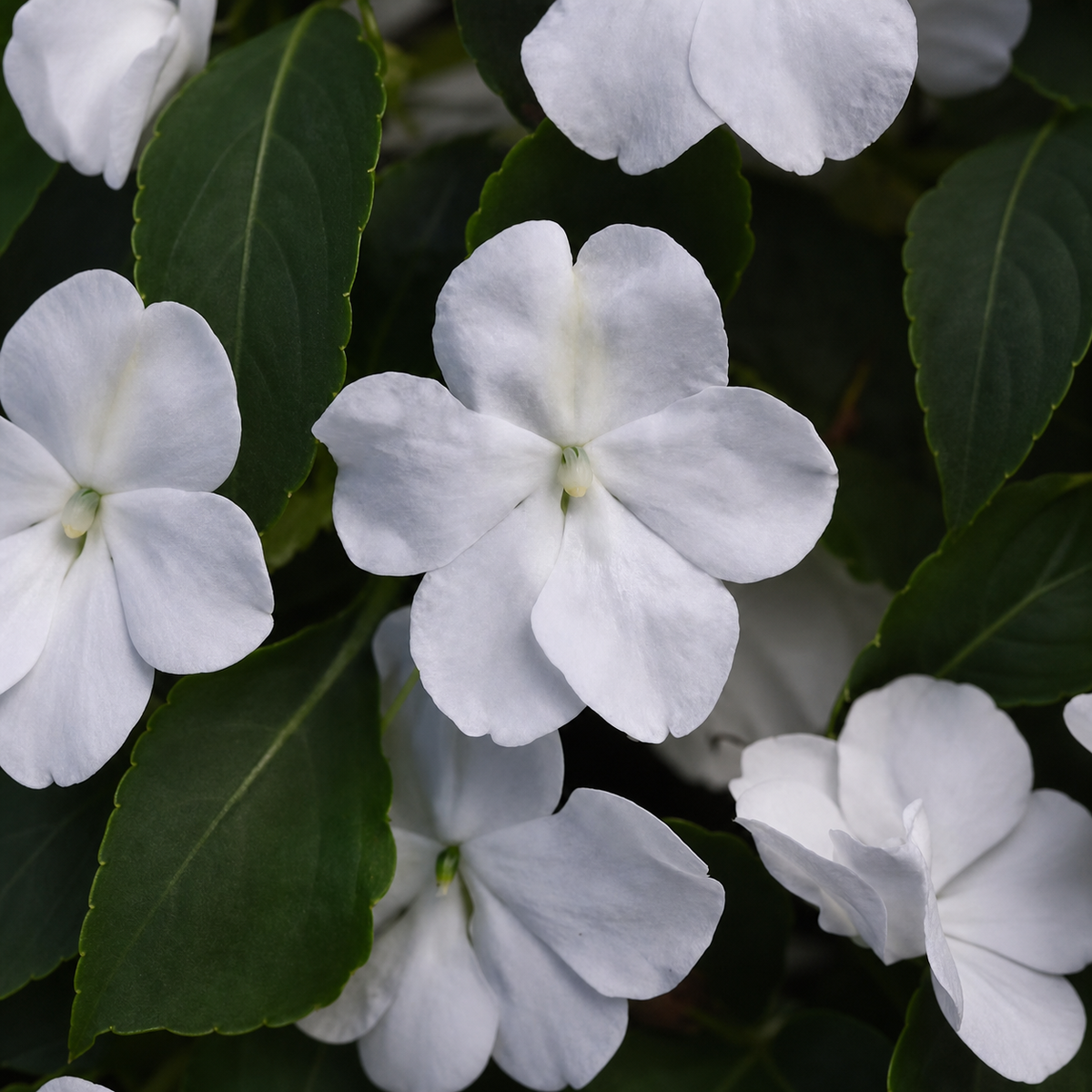 Impatiens Beacon White