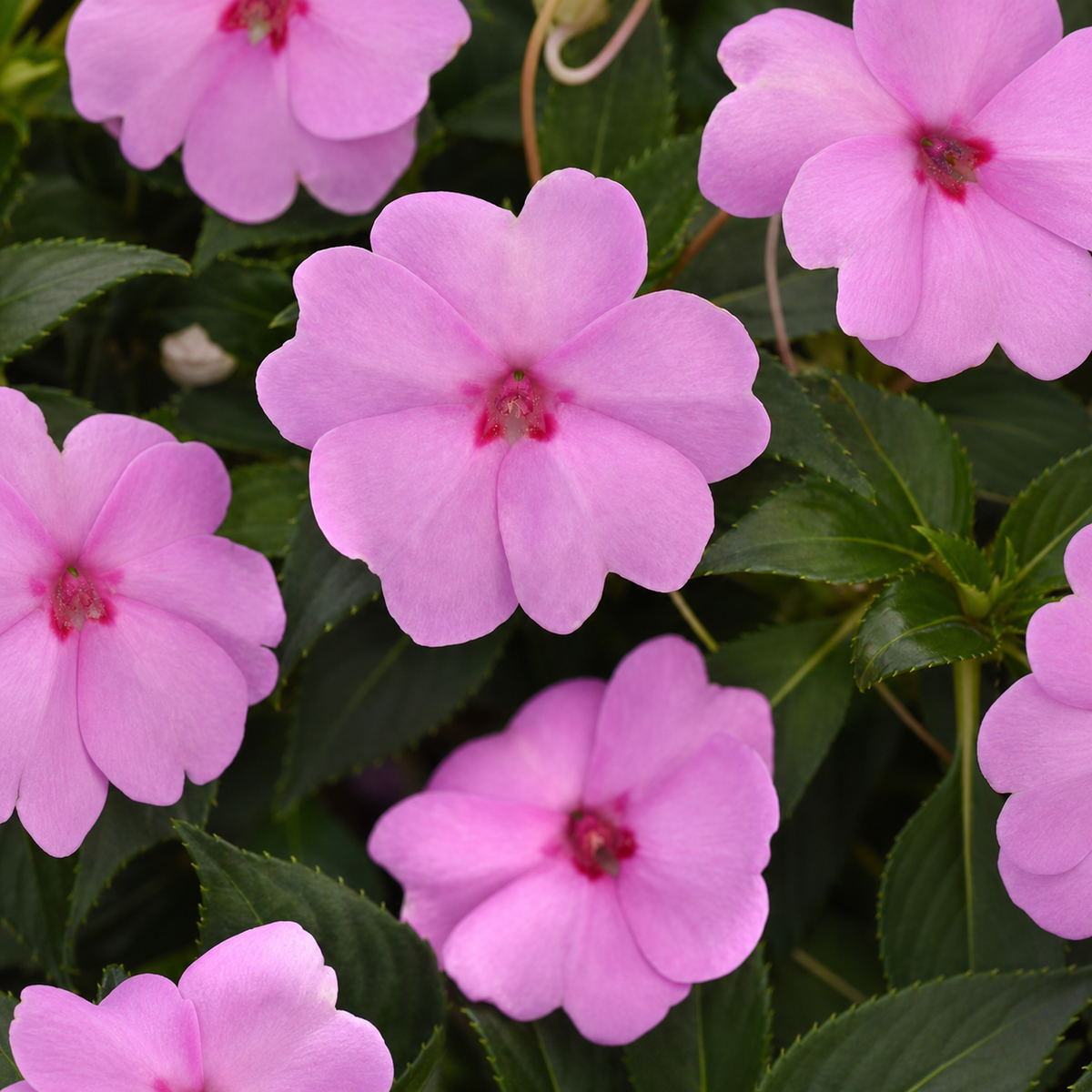 Impatiens Solarscape Lilac Spark Seeds - Ubuntuberg Seeds product image