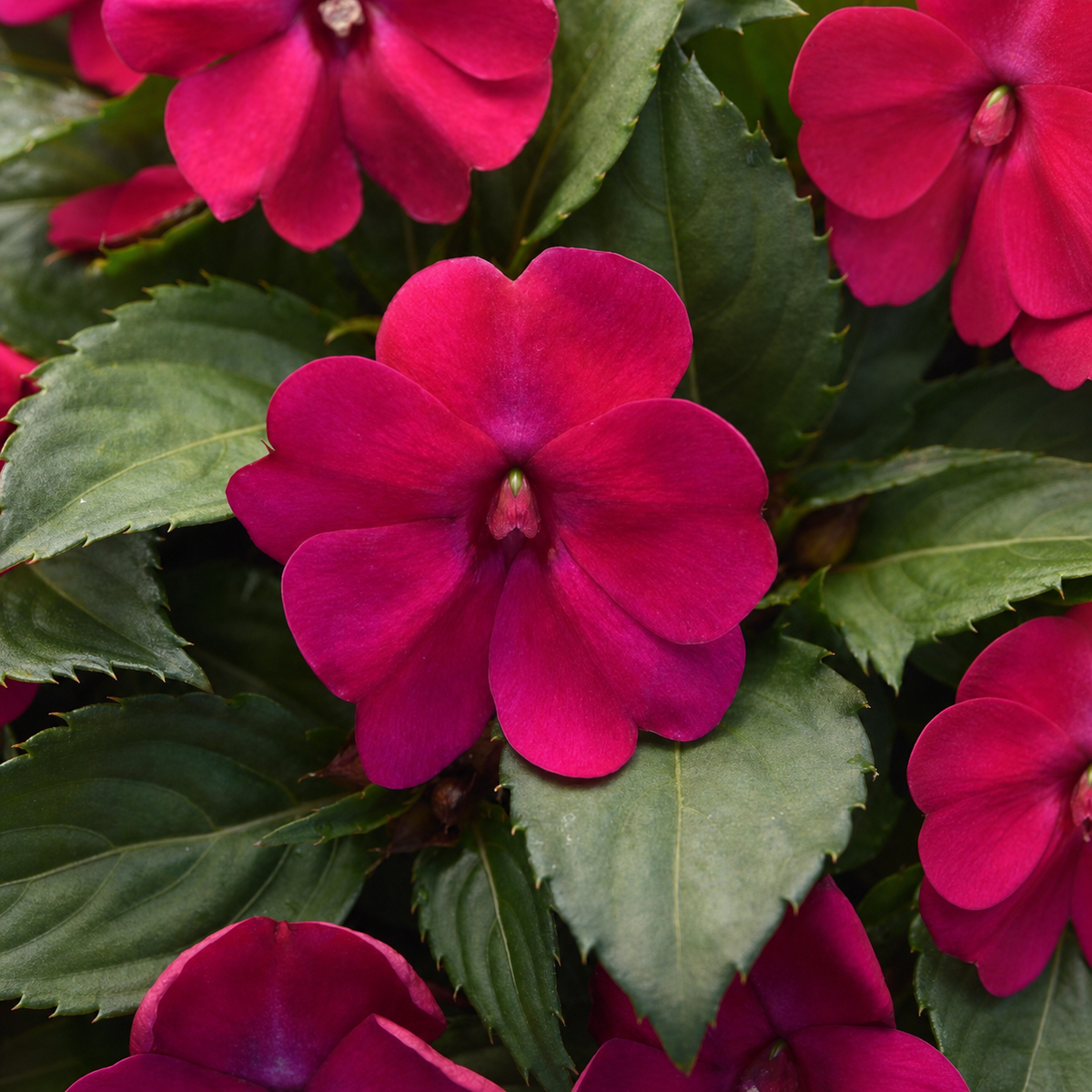 Impatiens Solarscape Magenta Bliss Seeds - Ubuntuberg Seeds product image
