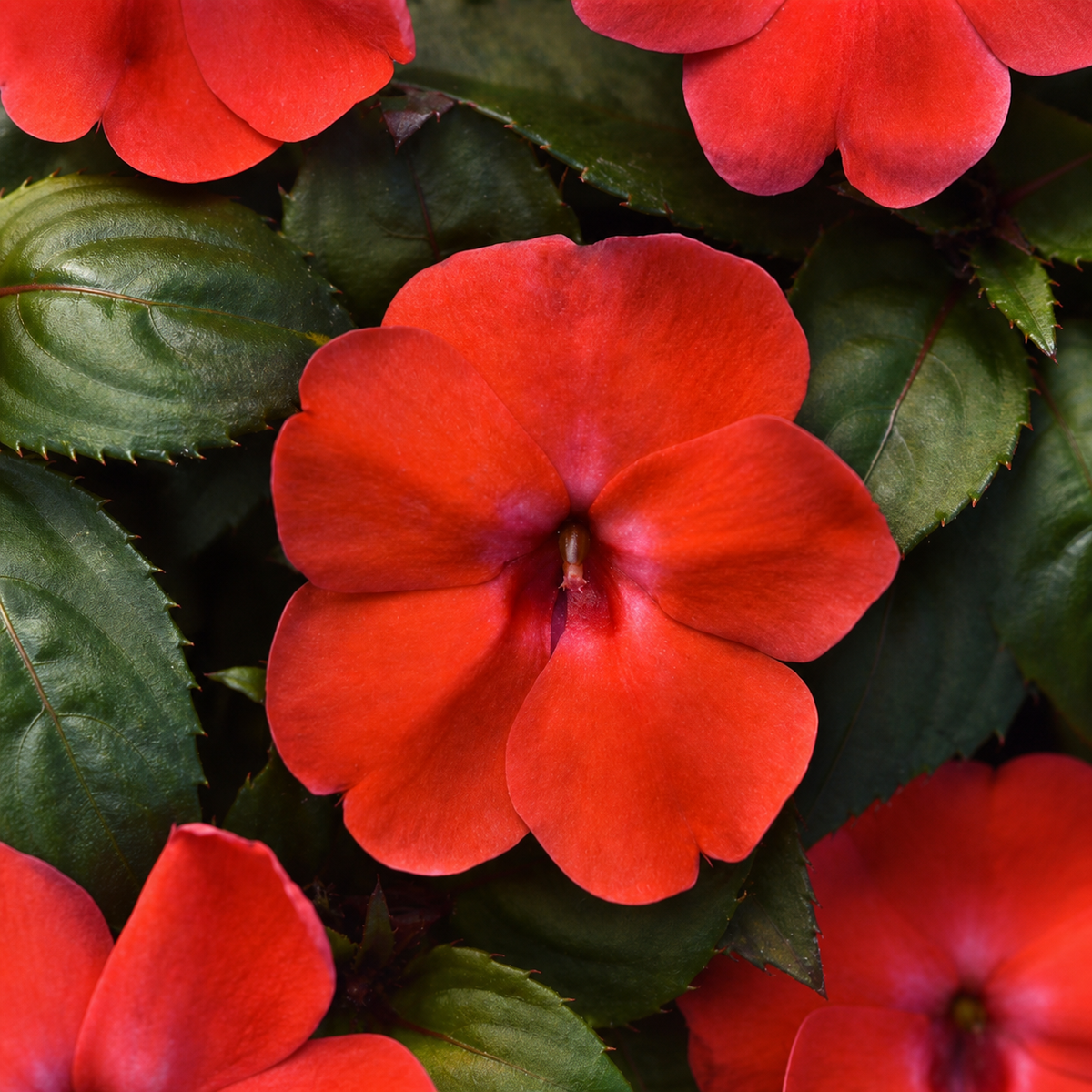 Impatiens Solarscape Orange Burst Seeds - Ubuntuberg Seeds product image