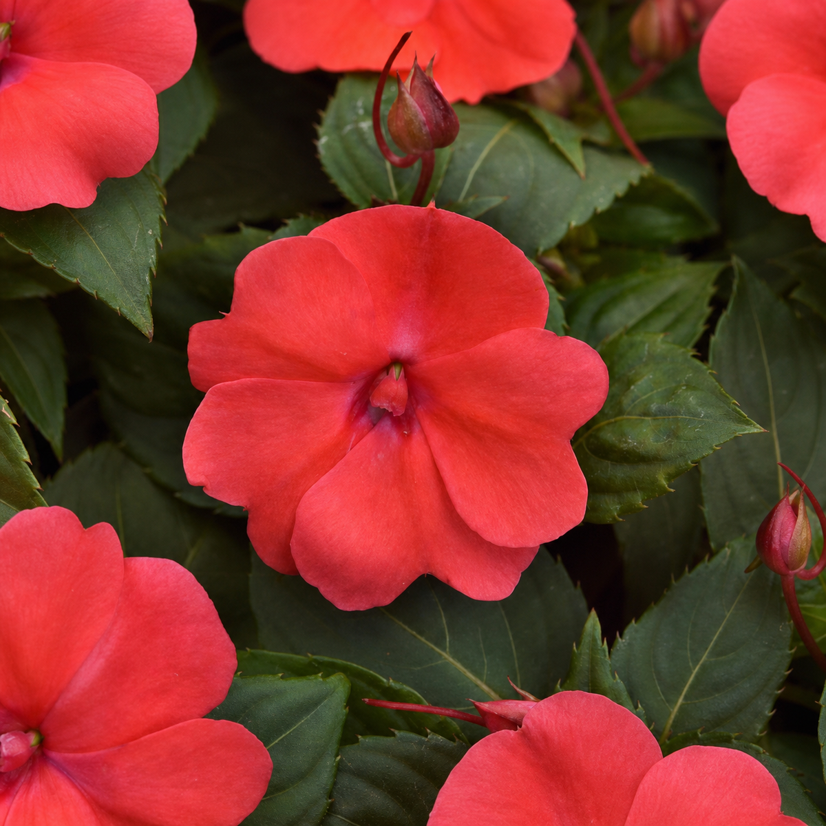 Impatiens Solarscape Salmon Punch Seeds - Ubuntuberg Seeds product image