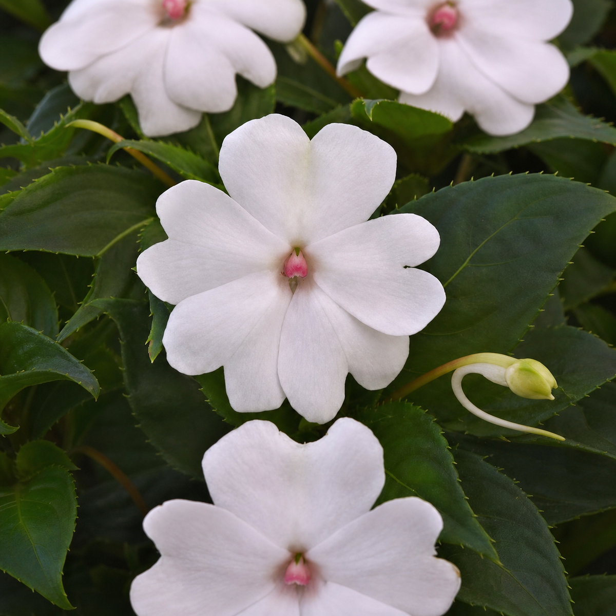 Impatiens Solarscape White Pearl Seeds - Ubuntuberg Seeds product image