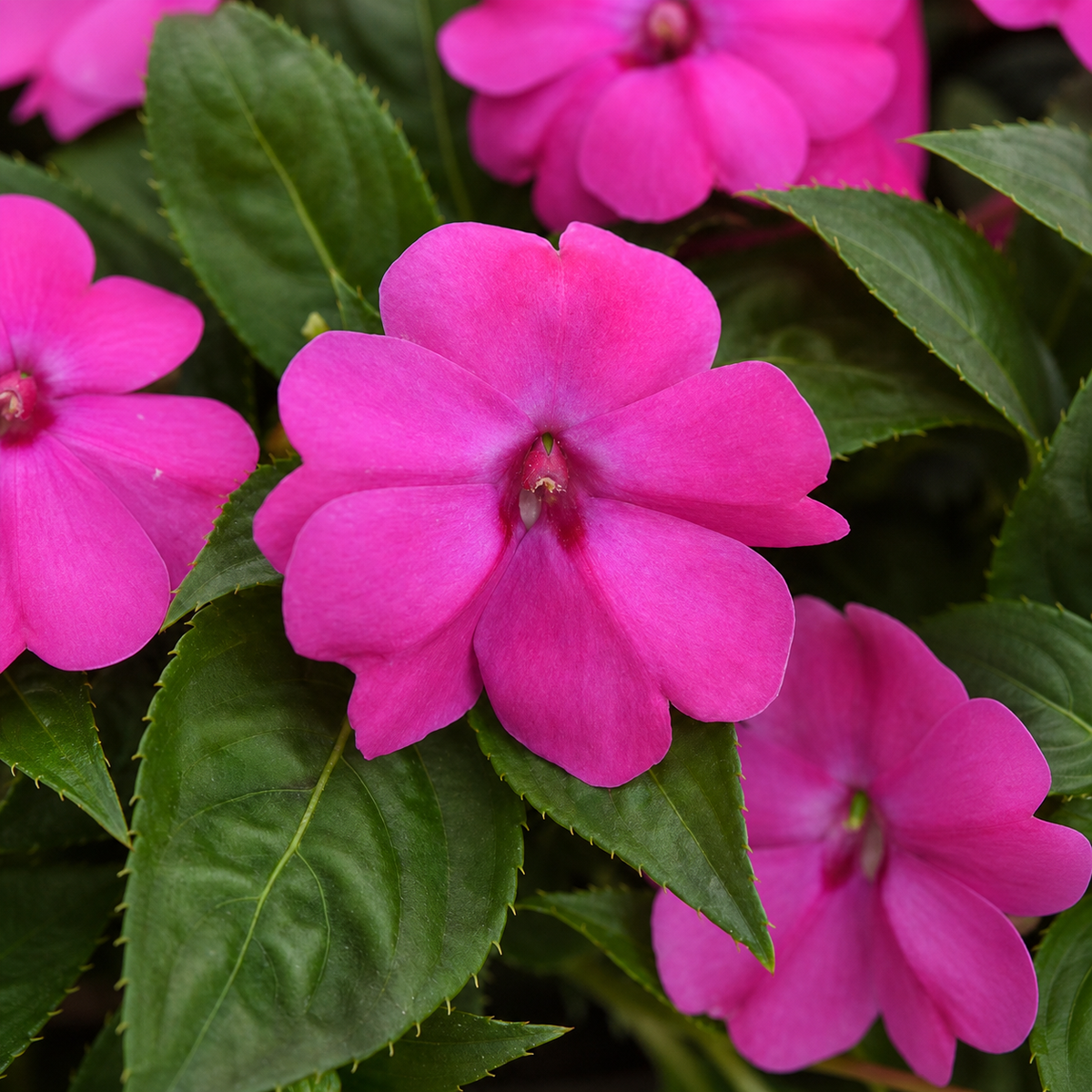Impatiens Solarscape Xl Pink Jewel Seeds - Ubuntuberg Seeds product image