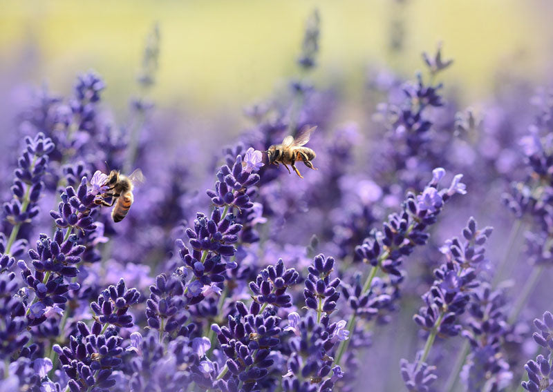 LAVENDER TRUE LAVENDER SEED