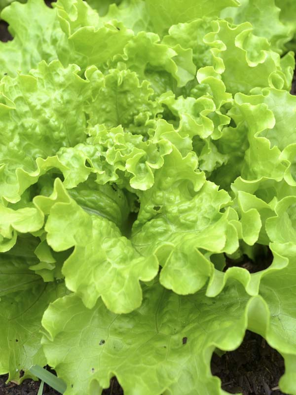 LETTUCE BLOND DE PARIS