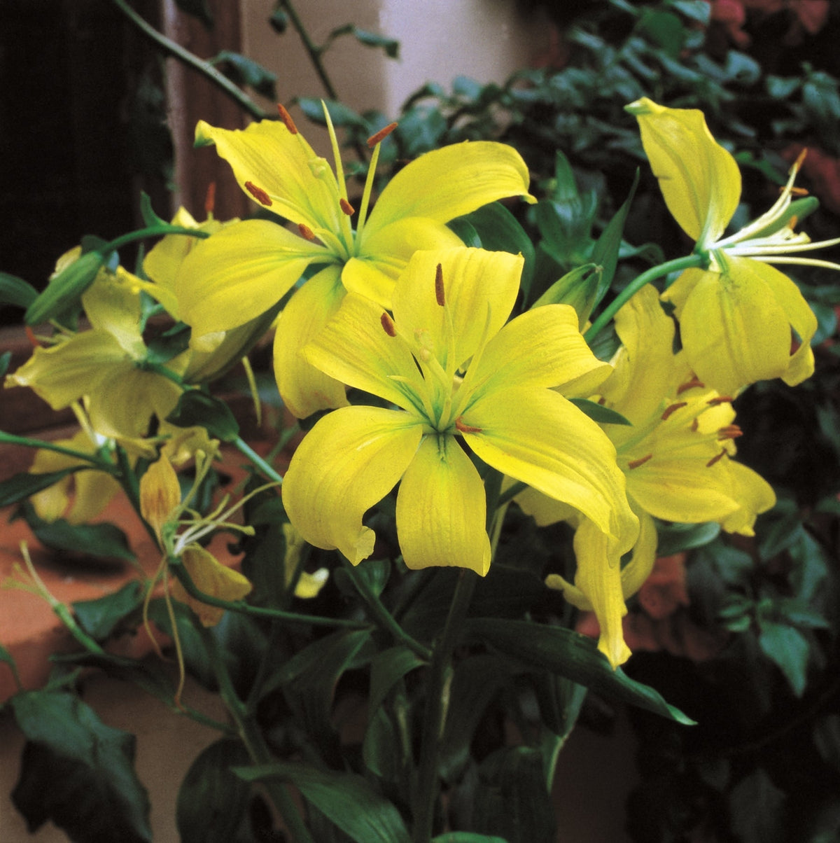 Hadeco Lilium Asiatic - Yellow - 5 bulbs pack