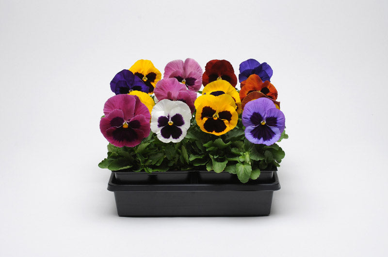 PANSY MATRIX BLOTCH MIXED