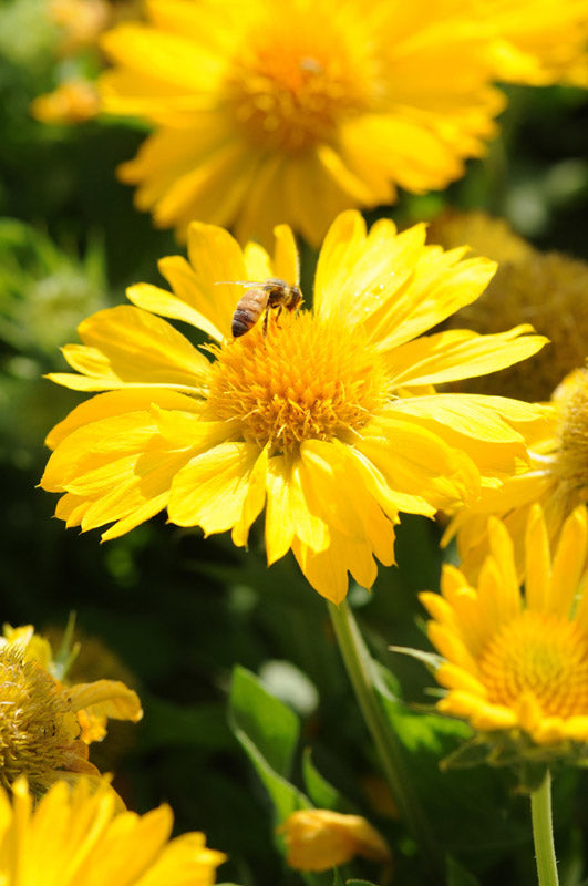 GAILLARDIA MESA YELLOW