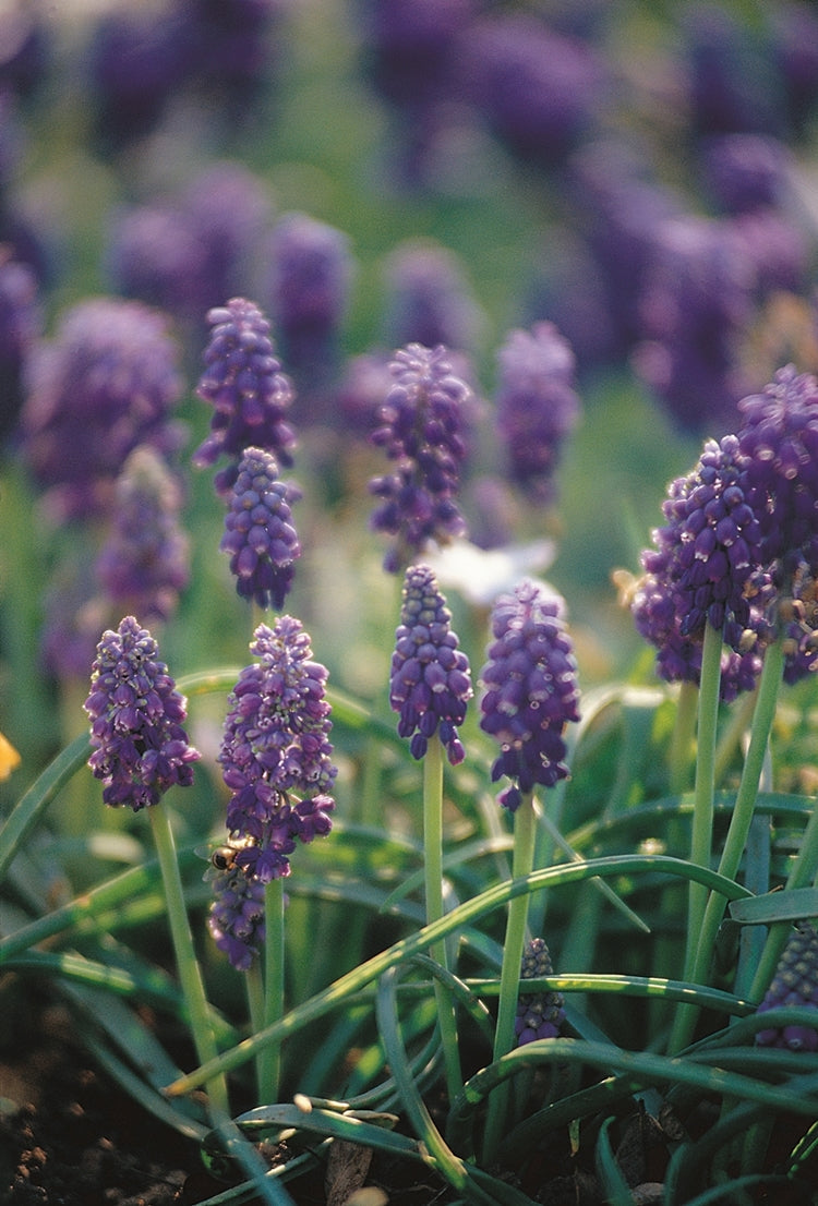 Hadeco Muscari - Heavenly Blue - 100 bulbs pack