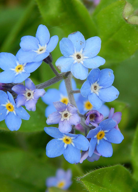 MYOSOTIS FORGET ME NOT BLUE