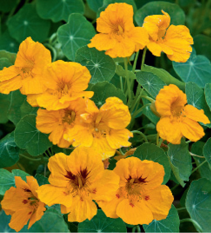 NASTURTIUM GOLDEN GLOBE