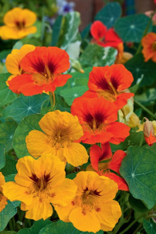 NASTURTIUM JEWEL CHOICE MIX