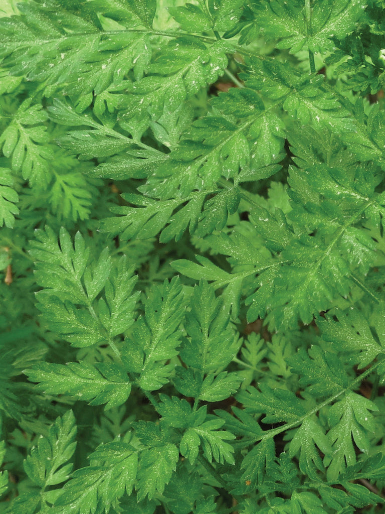 CHERVIL COMMON