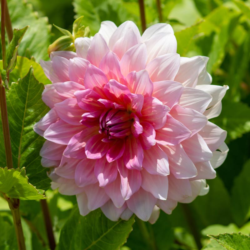 Hadeco Dahlia Dinner Plate - Otto's Thrill - 1 bulb