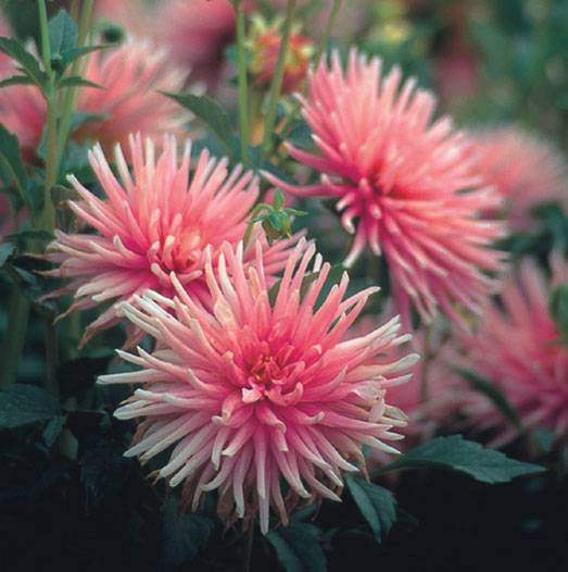 Hadeco Dahlia Border - Park Princess - 2 bulbs