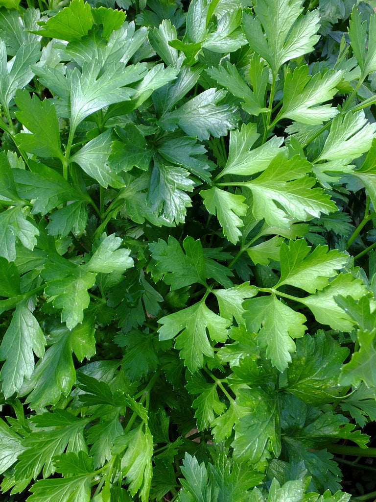 PARSLEY PLAIN FLAT LEAF