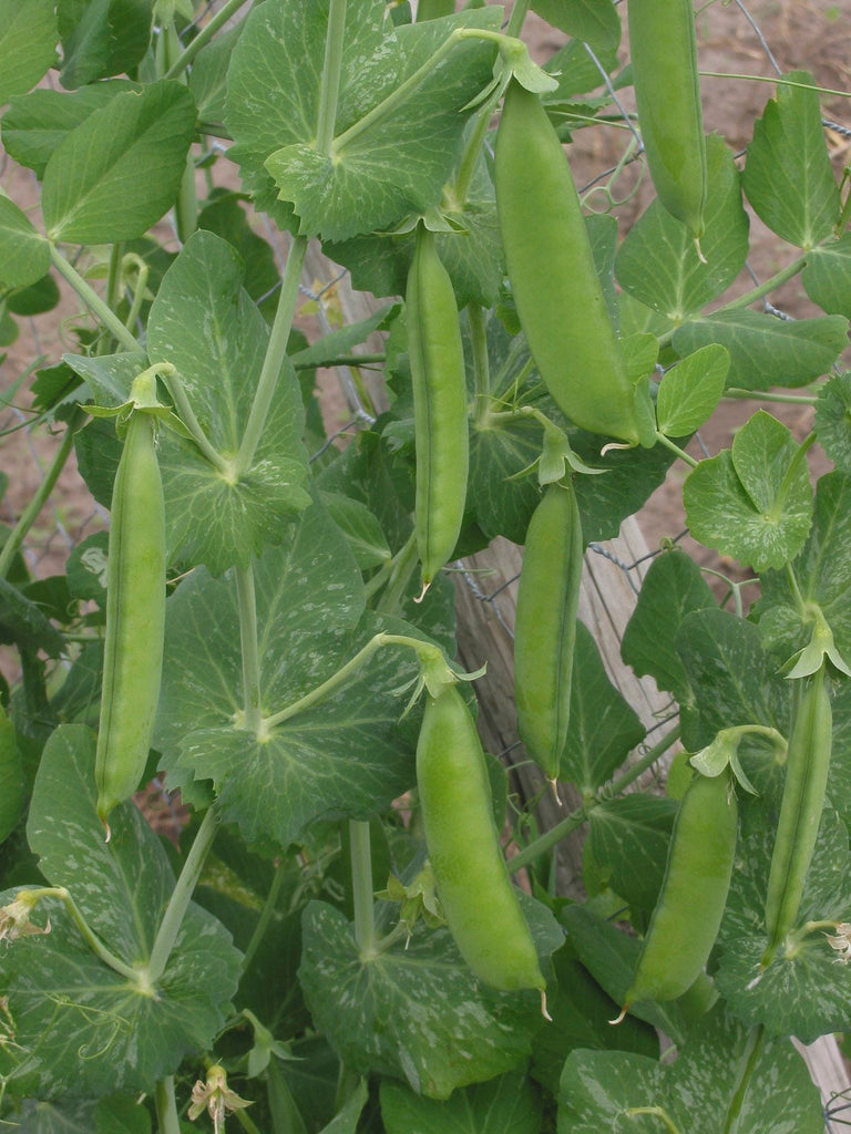 PEAS GREENFEAST