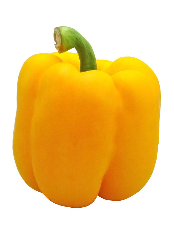 CAPSICUM KAVANGO