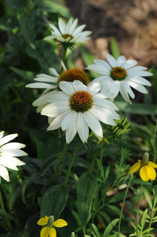 Echinacea Powwow White