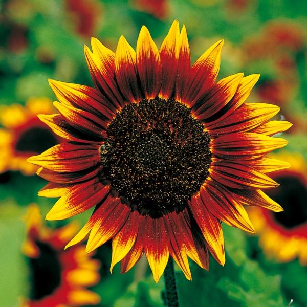 Helianthus Pro Cut Orange Bi-Colour