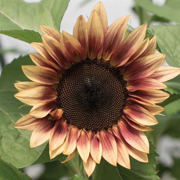Helianthus Pro Cut Plum sunflower bloom close up