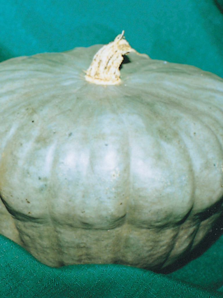 PUMPKIN QUEENSLAND BLUE