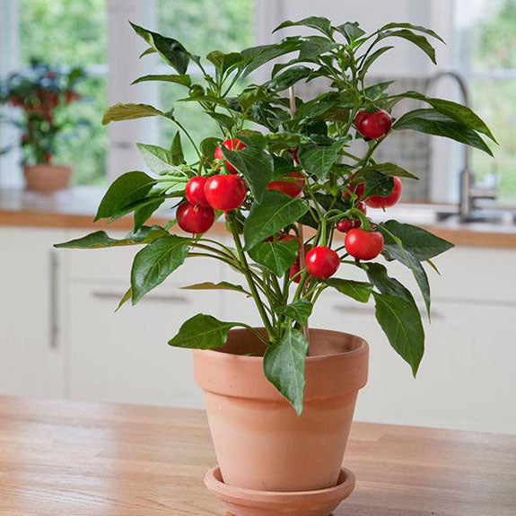 CAPSICUM POT PEPPER RED TOMATO