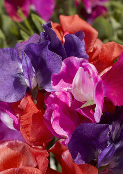 SWEETPEA CUPID MIX