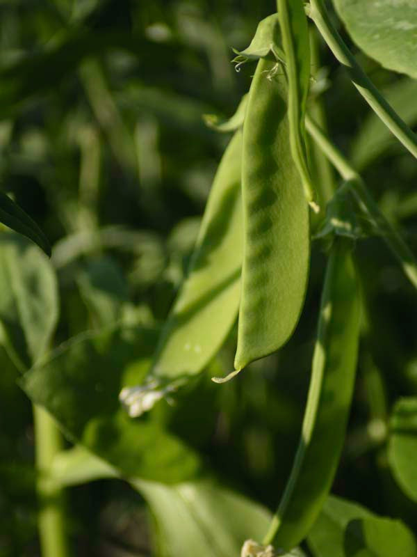 PEAS OREGON SUGAR POD ll