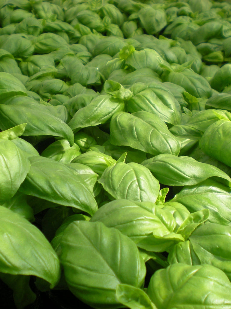 BASIL SWEET GENOVESE