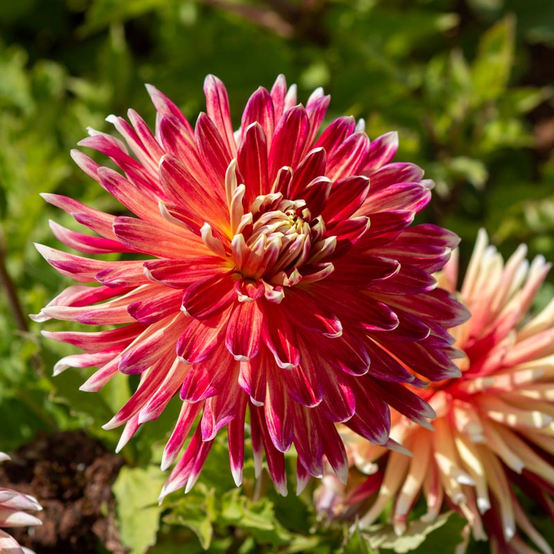 Hadeco Dahlia Terrace - Tango - 2 bulbs