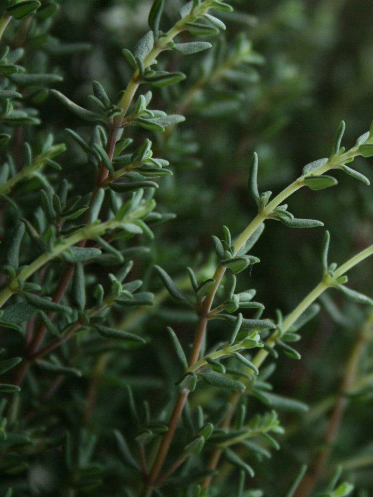 Thyme Winter Seedlings