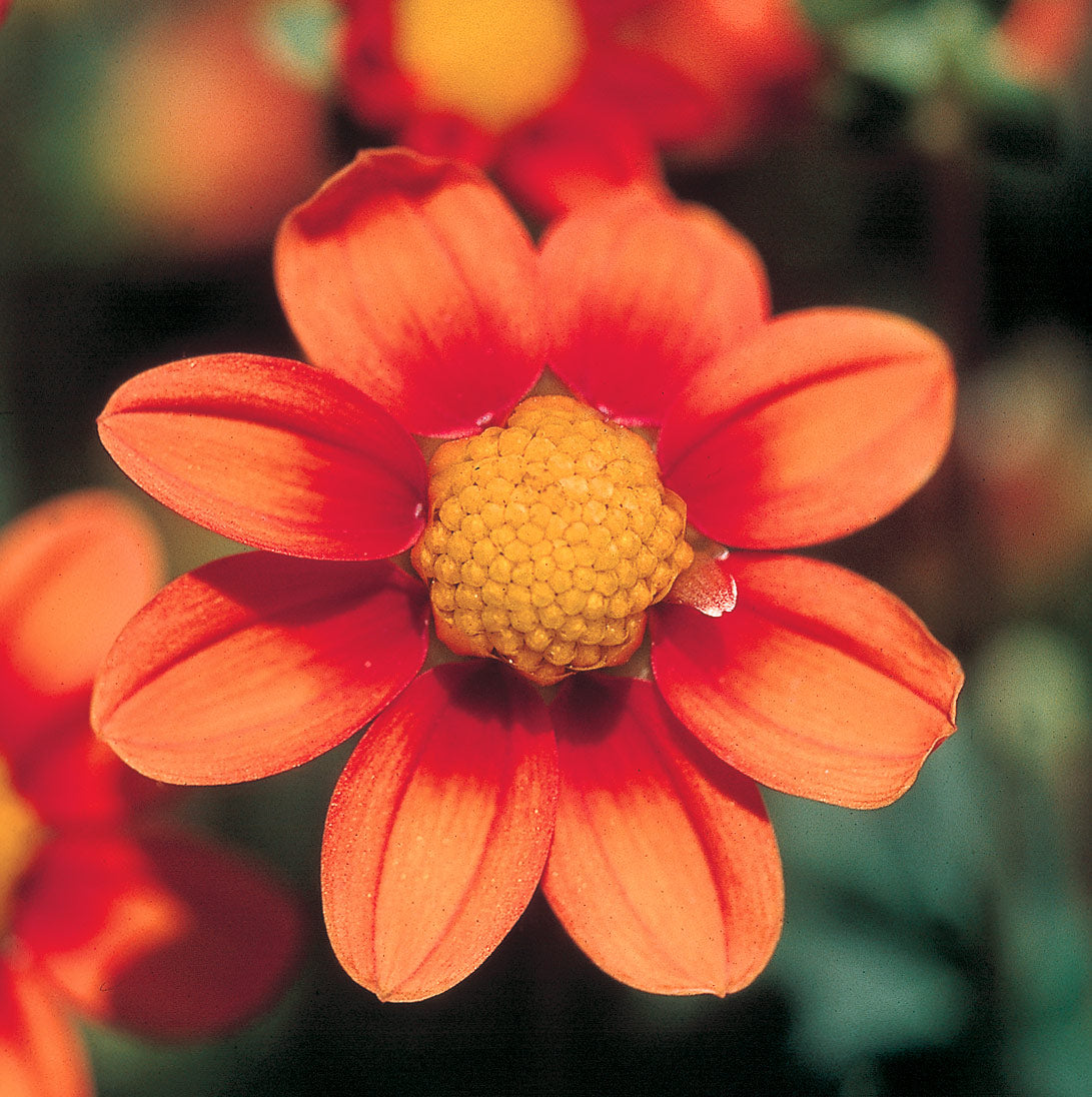 Hadeco Dahlia Top Mix - Orange - 2 bulbs