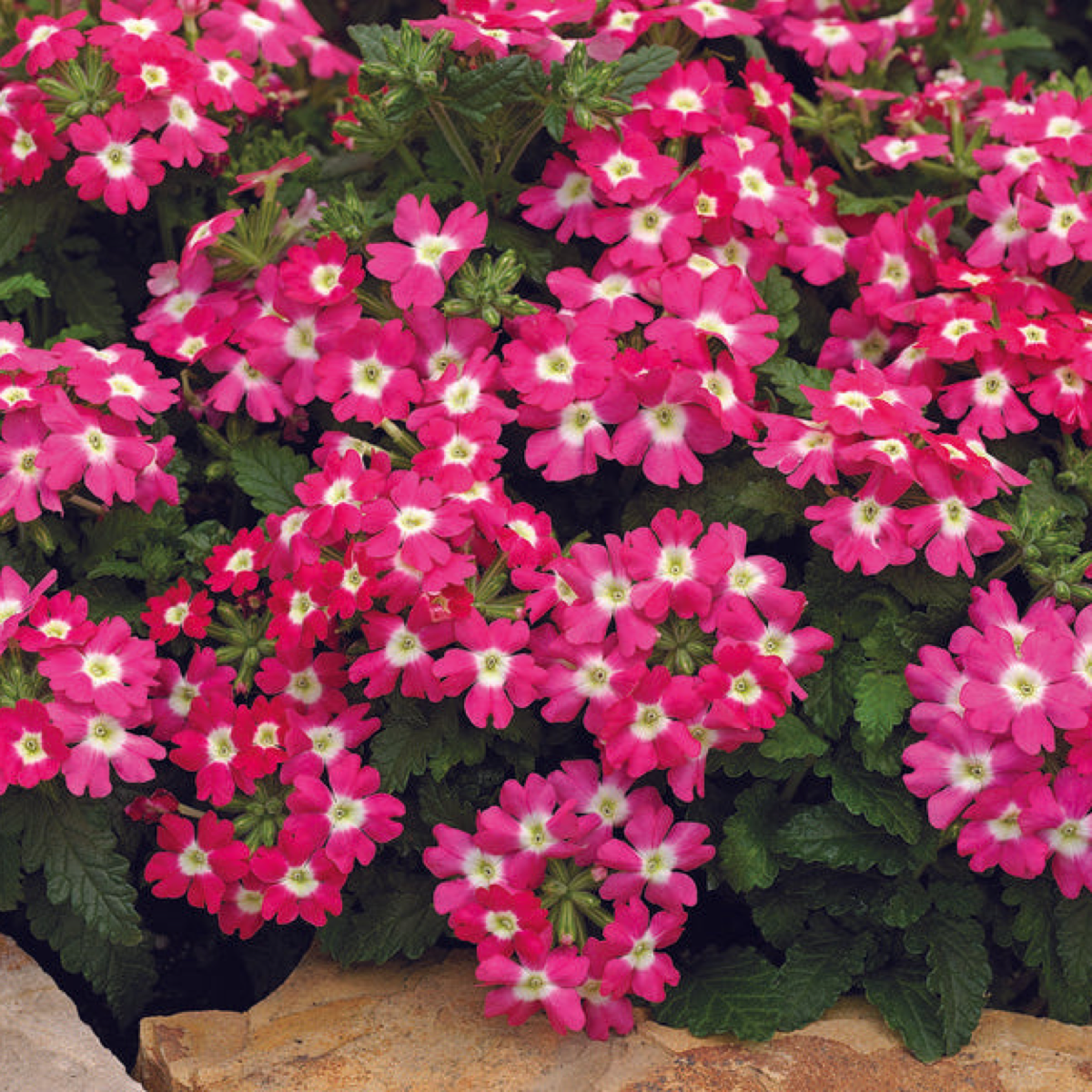 Bright pink Verbena Tuscany Rose With White Eye flowers