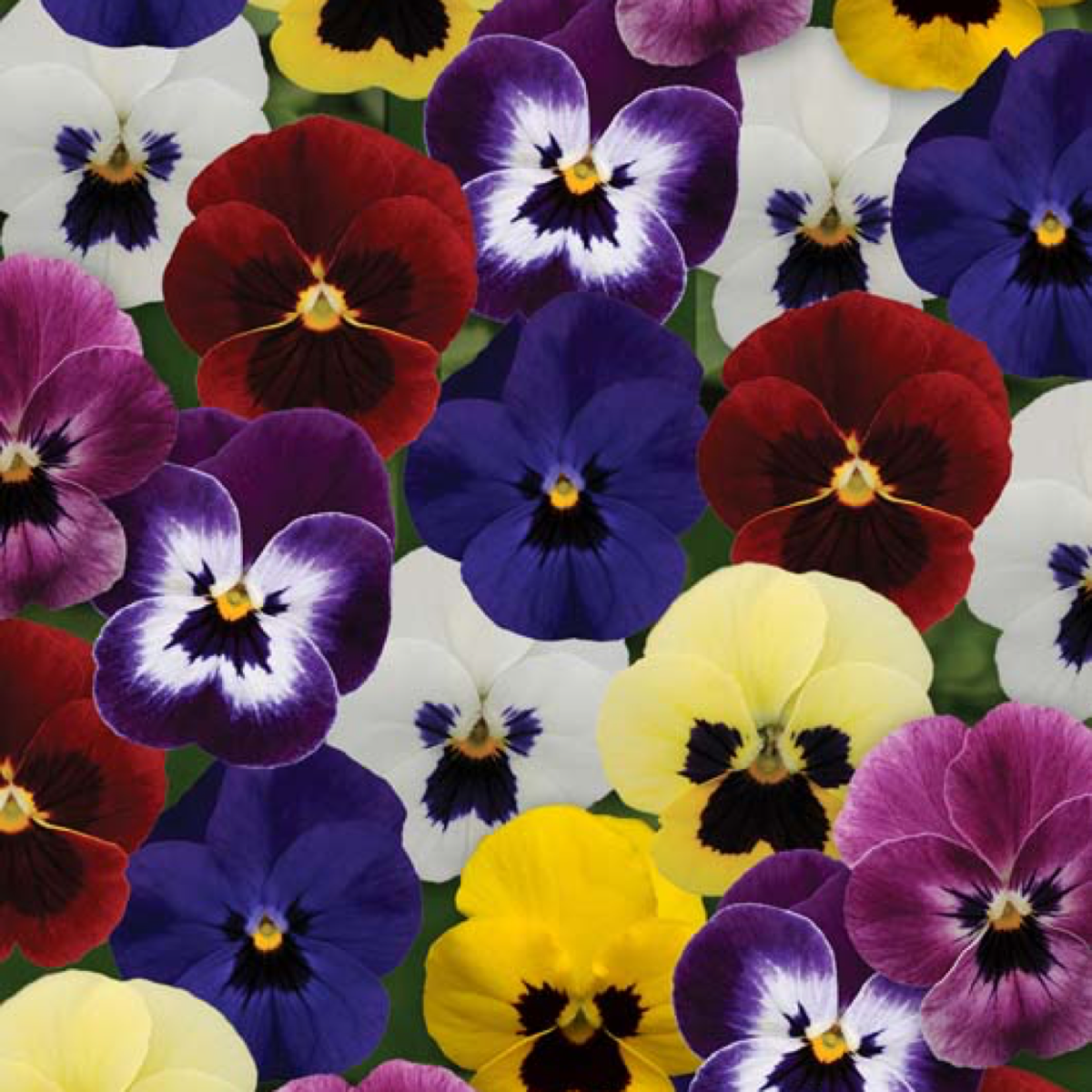 Viola Sorbet XP Blotch Mixture flowers in purple, red, yellow and white