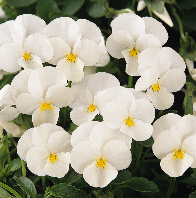 VIOLA SORBET WHITE XP