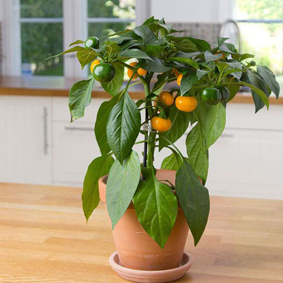 CAPSICUM POT PEPPER YELLOW TOMATO