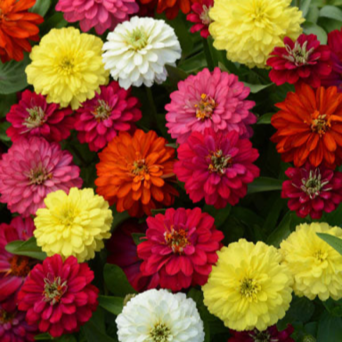 Zinnia Double Zahara Mixture flowers in pink, red, orange, yellow and white