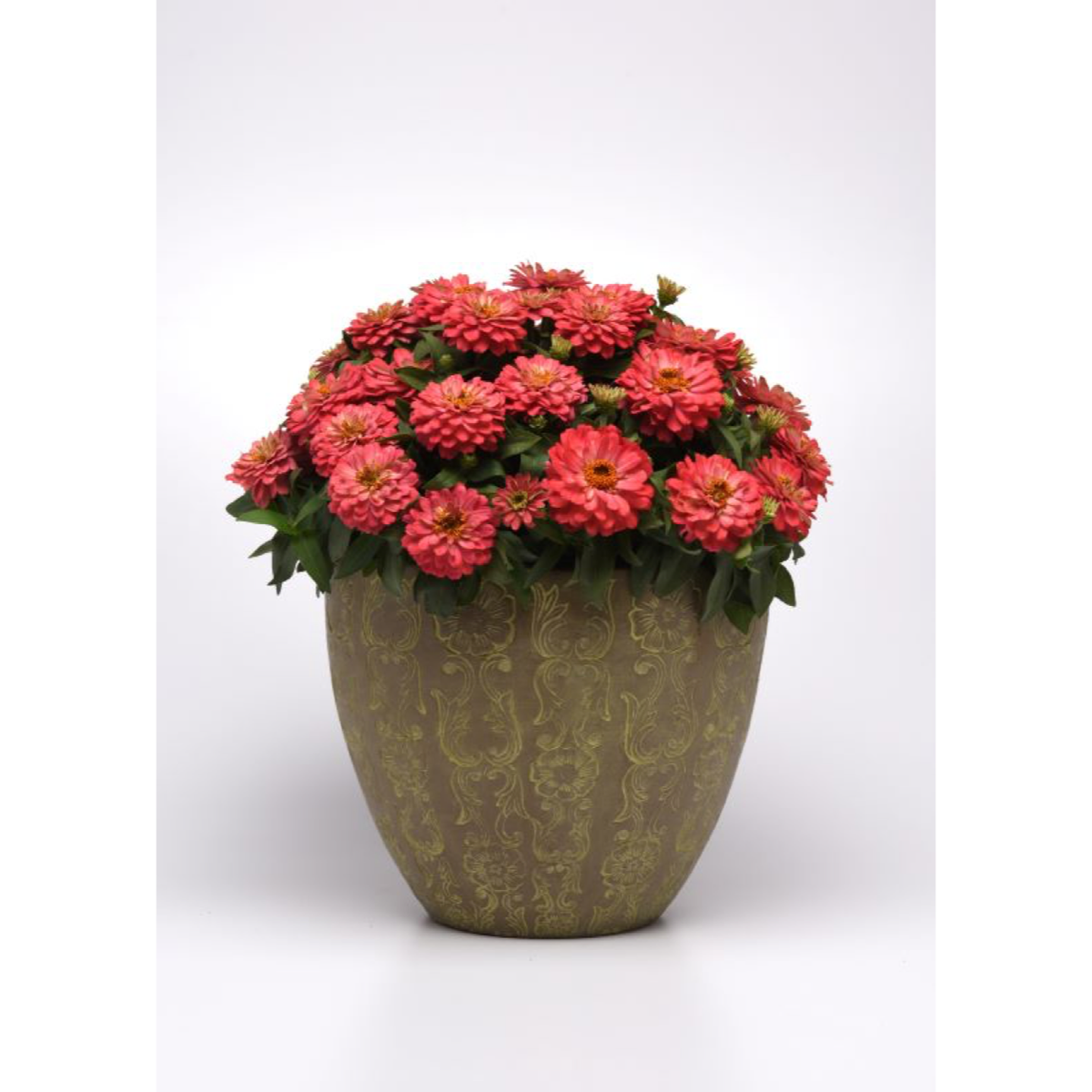 Salmon-pink Zinnia Zahara Double Salmon flowers in a decorative pot