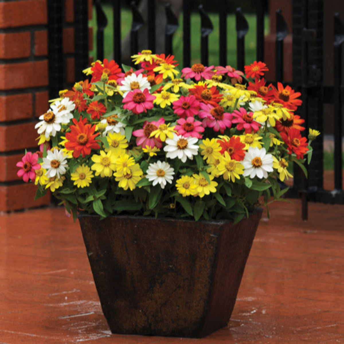 Zinnia Zahara Mixture flowers in a large decorative patio pot