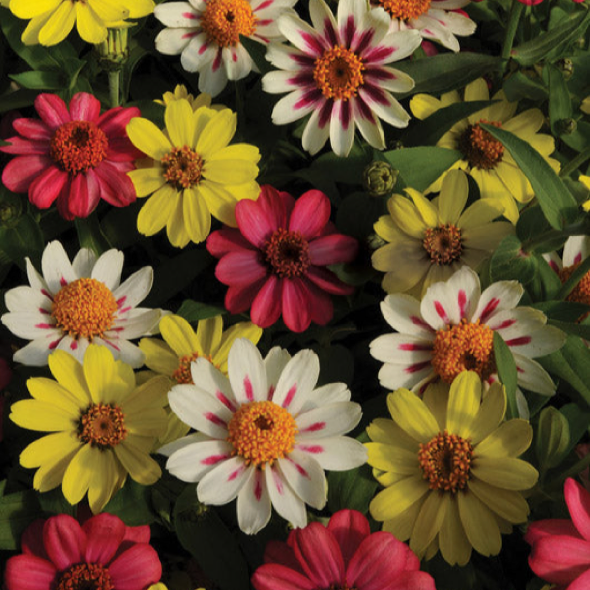 Zinnia Zahara Raspberry Lemonade Mixture flowers in raspberry, yellow and white