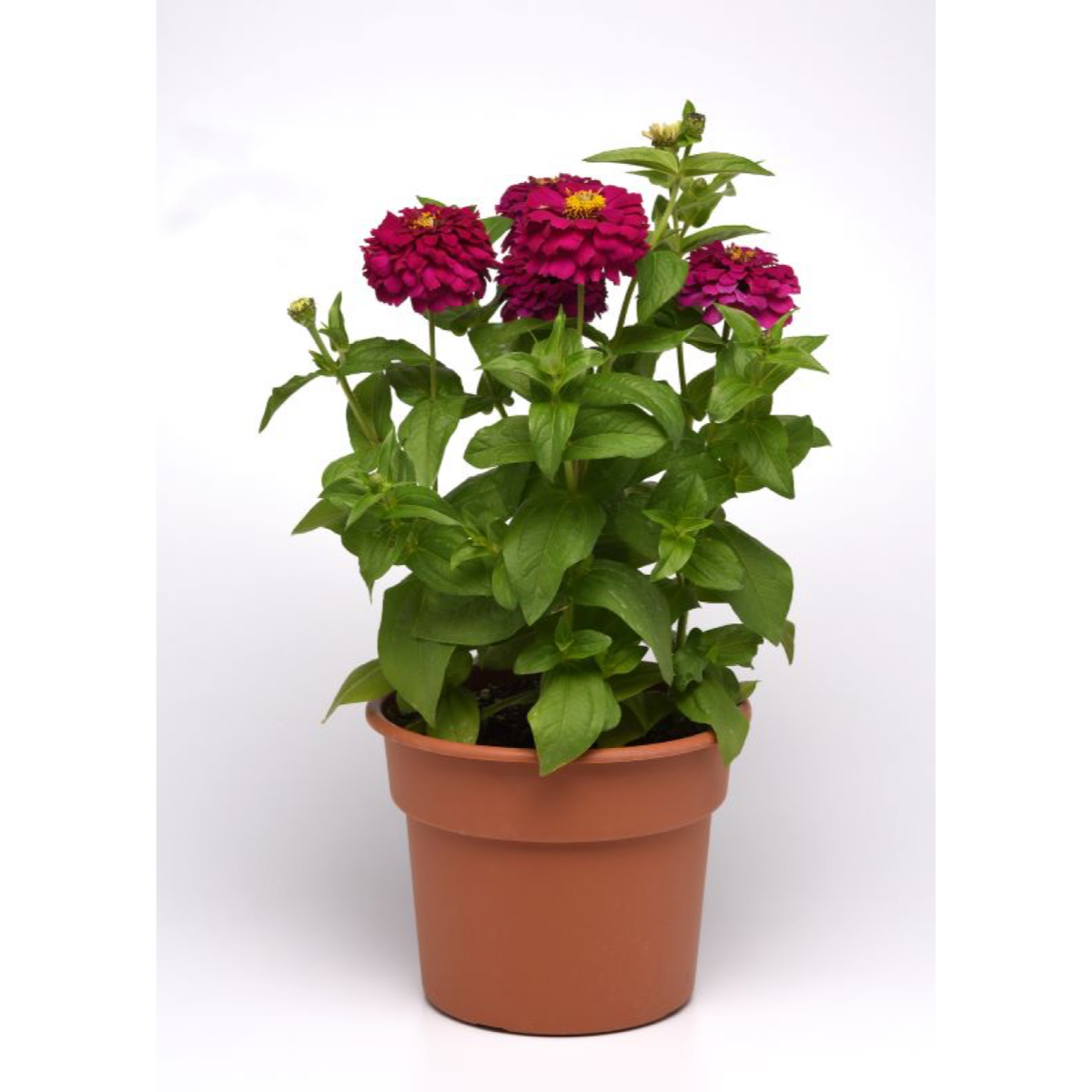 Zinnia Zesty Purple flowering in a terracotta-coloured pot