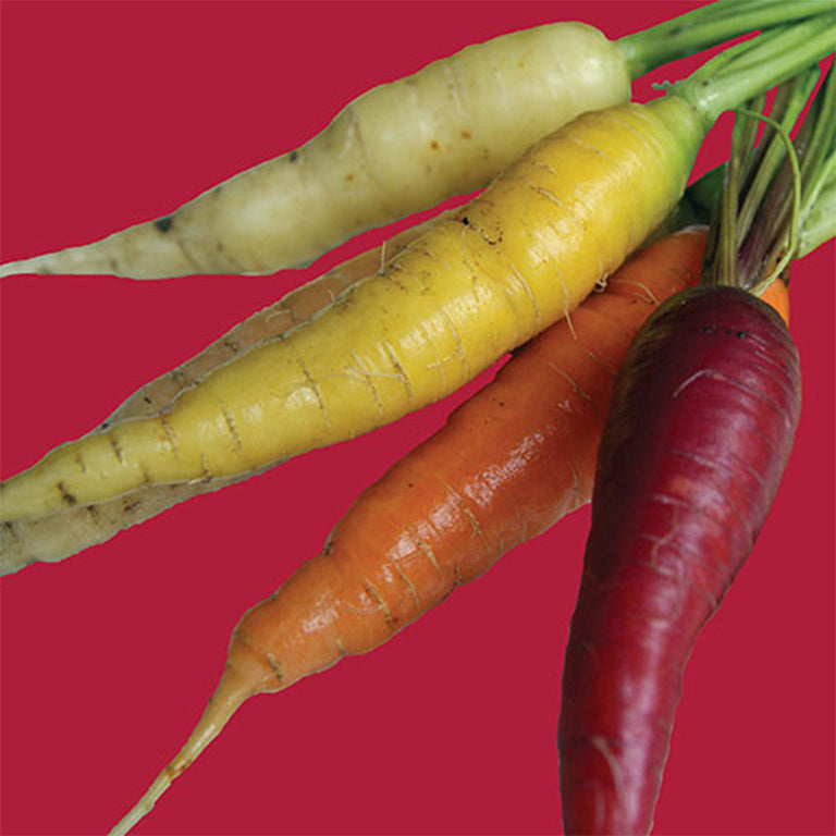 Carrot Rainbow Blend Seeds - GARDENING.co.za