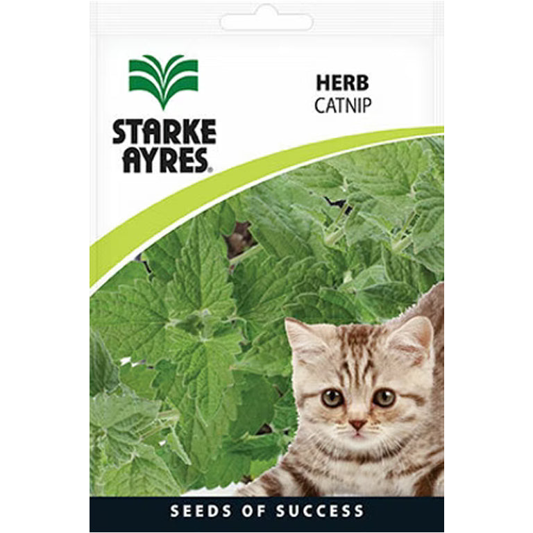 Catnip Herb Seeds - GARDENING.co.za