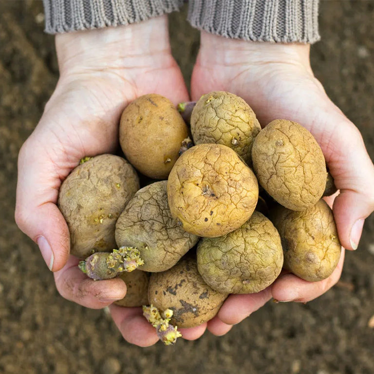 Ubuntuberg Foxy Seed Potatoes, 10 per bag (Buy 1 Get 1 Free)