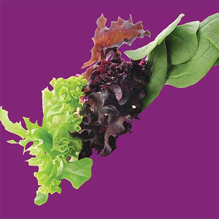 Lettuce Gourmet Salad Blend Seeds - GARDENING.co.za