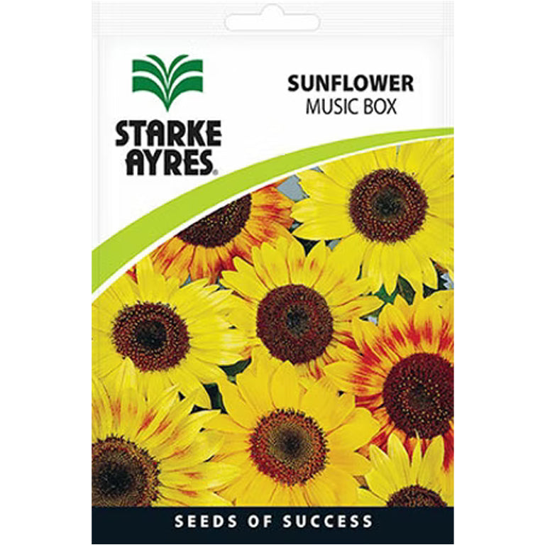 Sunflower Music Box Flower Seeds - GARDENING.co.za