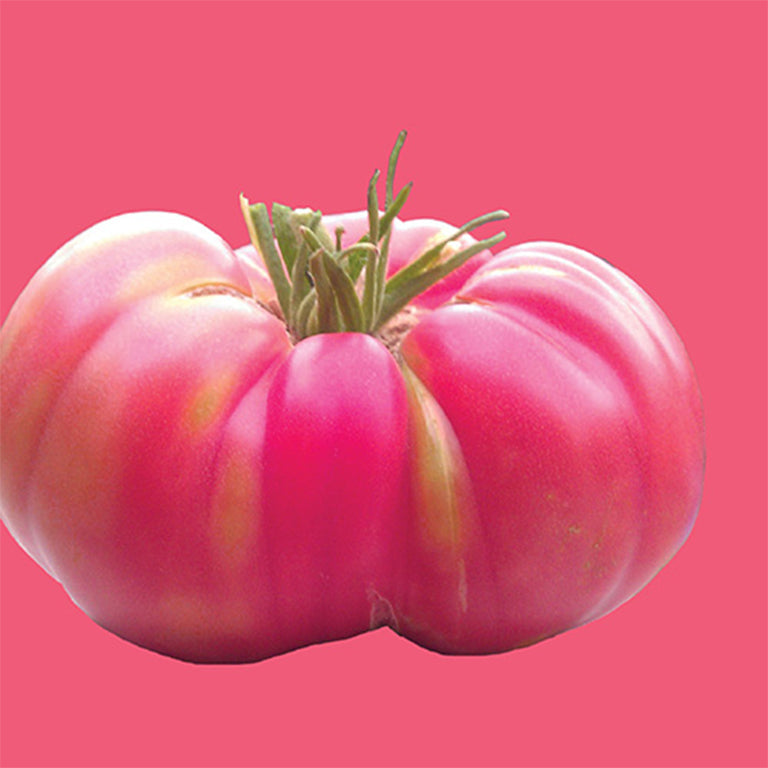Tomato Clear Pink Seeds - GARDENING.co.za