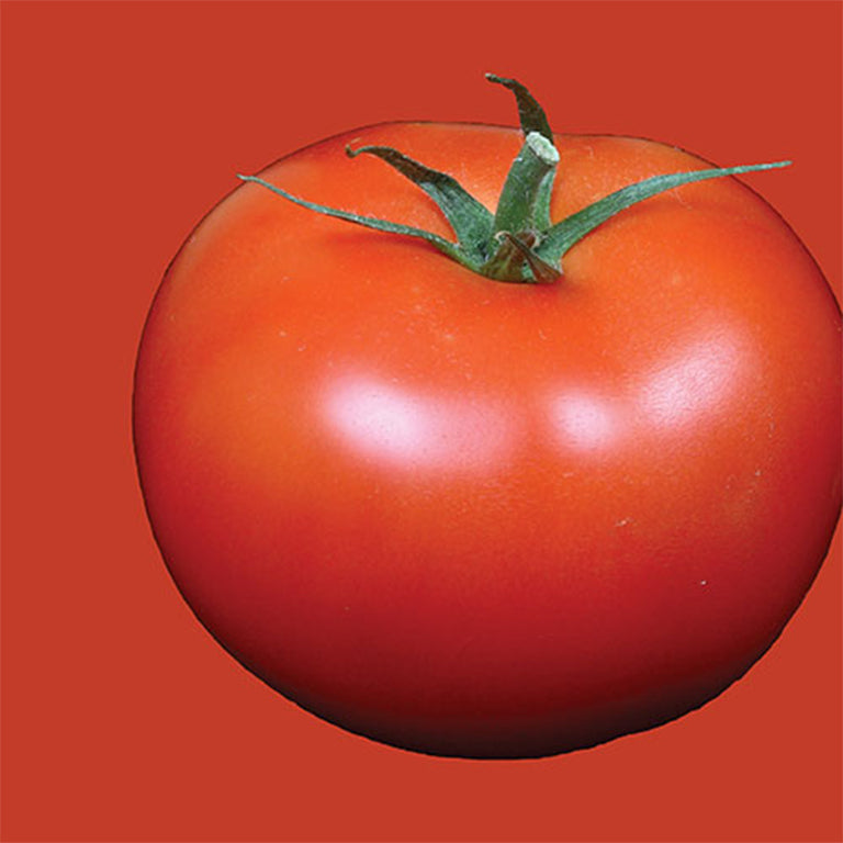 Tomato Culinary Blend Seeds - GARDENING.co.za